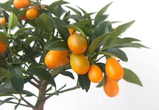  Kumquat tree,  with orange fruits, fortunella margarita, ornamental houseplant native to Southern China, on white background