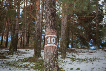 Pine tree marked with the number 10 in a mountain forest