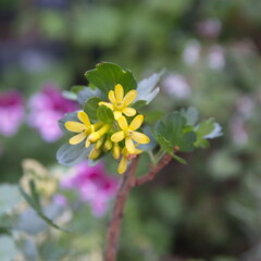 Ribes aureum in bloom, common names golden currant, clove currant, pruterberry and buffalo currant, is a species of flowering plant in the genus Ribes native to North America