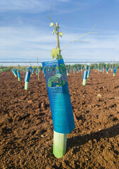 Plants protected by treeguard and vine protection sleeve