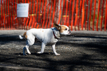 Cute white and tan French bulldog trotting down a gravel path in a dog park with an orange fence in background
