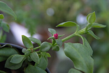 Aptenia cordifolia, flowering plants in the family Aizoaceae, with pink flowers