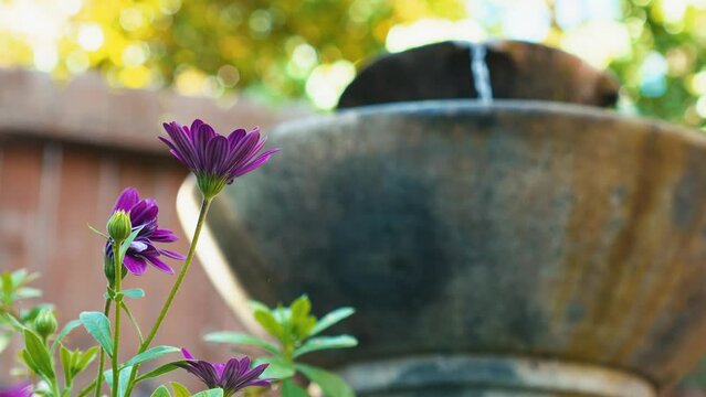Focus on purple daisy flowers with a fountain flowing in the background 