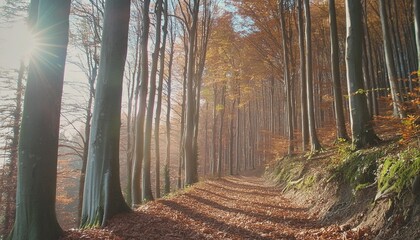 forest path in beautiful autumn light with rays of sunlight blue sky and tall colorful beech trees