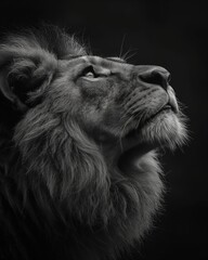 lion head portrait