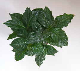 Growing coffea arabica plant, on light background