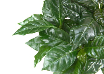 Growing coffea arabica plant, on white  background