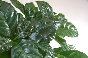Growing coffea arabica plant, on light background