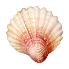 Seashell Isolated Detailed Watercolor Hand Drawn Painting Illustration
