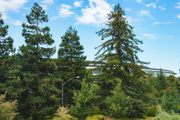 Explore a serene green landscape in Mountain View, CA. Towering trees, clear skies, and modern...