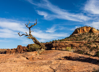 Dead tree at Canyonlands National Park.
