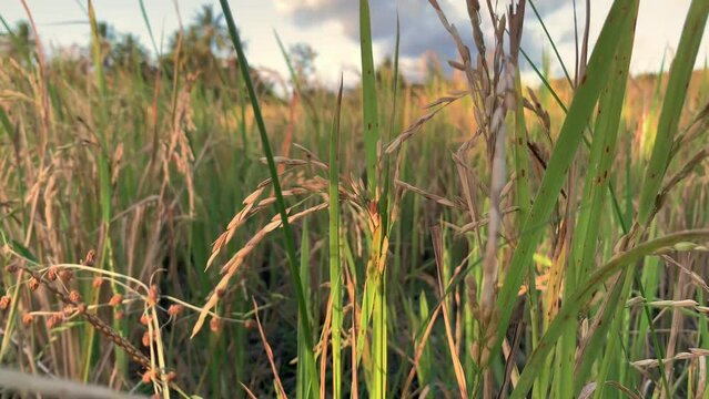 Drying rice grains on rice field. Rice with brown leaf spot.