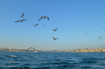 Fototapeta na wymiar seagulls fyling over the bosphorus, istanbul