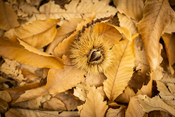 Chestnuts. Chestnuts closeup on wood in autumn forest. Golden background, shallow depth of field.