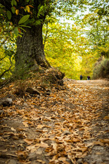 Forest. Forest of chestnut trees in autumn. Andalusia, Spain.