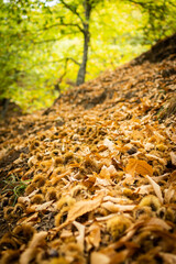 Forest. Forest of chestnut trees in autumn. Andalusia, Spain.