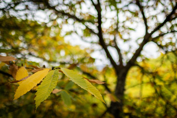Forest. Forest of chestnut trees in autumn. Andalusia, Spain.