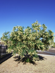 Blooming Acacia mearnsii, Black Wattle, at city street corner with ball-like round puffy creamy...