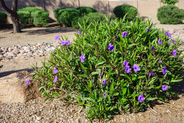 Desert Ruellia or Purple Mexican Petunia perennial shrub along with boulders and gravel in xeriscaped yard in Phoenix, Arizona
