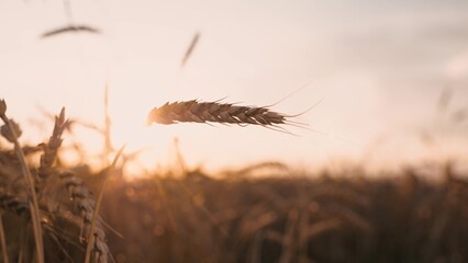 Dry yellow wheat ear at agricultural field sunset sun sunlight closeup. Golden cereal plant grain...
