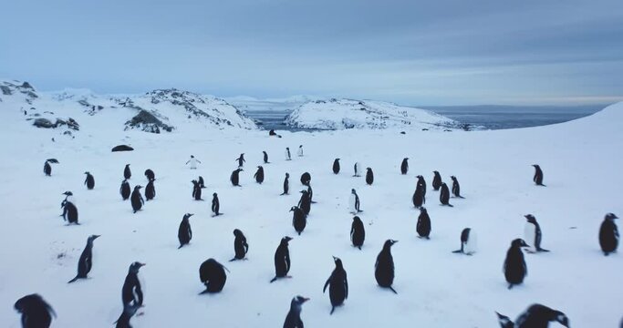 Gentoo penguins colony on Antarctica coast. South Pole wild nature. Sea birds nesting on snow hill. Cold ocean and mountains in background. Explore Arctic wildlife. Low angle close up drone flight