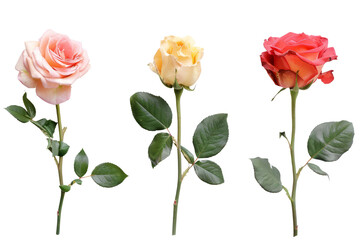 A bunch of roses with their green stems and leaves on a transparent background.