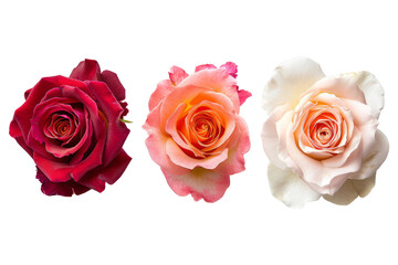 Plucked roses. Fresh red, pink and white roses.