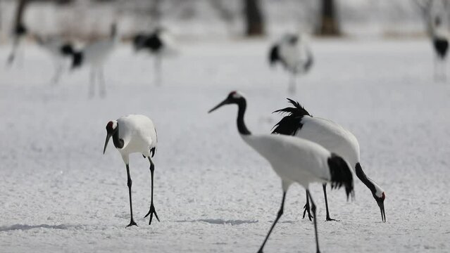 Japanese crane (Grus Japonensis) in Hokkaido,Japan