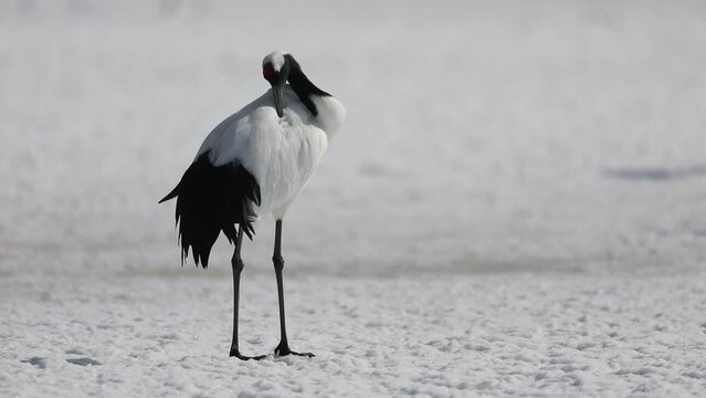 Japanese crane (Grus Japonensis) in Hokkaido,Japan