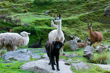 Dog protecting herd of llamas