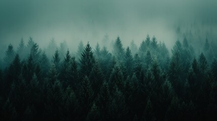 Dense evergreens shrouded in mist create a mysterious and enchanting woodland scene.