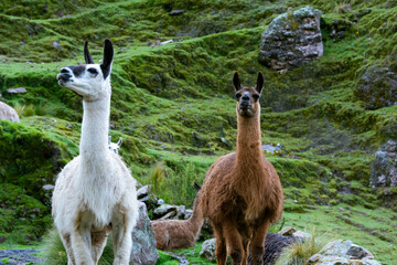 Two llamas staring