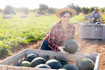 Confident young adult woman farm worker working in fruit field putting ripe watermelon into big...