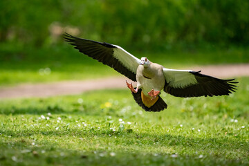 Nilgans im Landeanflug