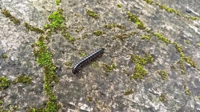 Millipedes that walk on the floor are black
