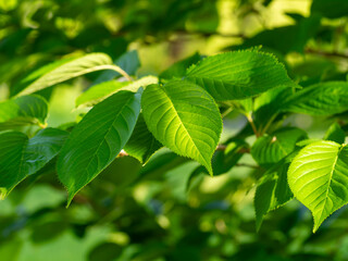 鮮やかな緑の桜の葉