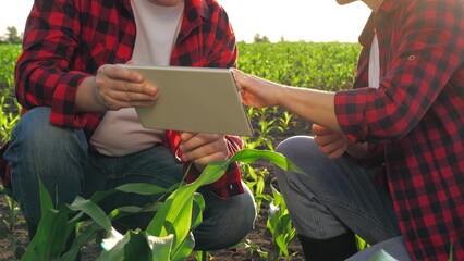 Man and woman farmer agronomist checking corn seedling green leaf use tablet at field. Two...