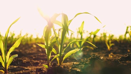 Maize seedling growing in earth corn field natural sunlight agriculture farming closeup. Organic...