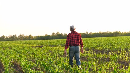 Modern man farmer agronomist going on corn field checking seedling with tablet back view. Male agricultural worker examining control organic food production harvest cultivation at sunny plantation