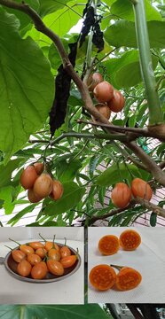 Tomato japanese Solanum betaceum 