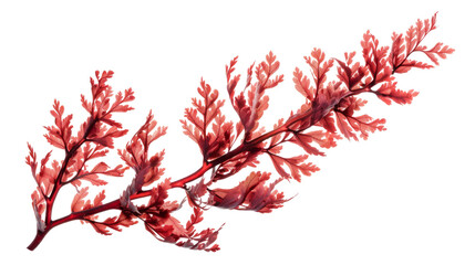 Red algae or seaweed branch