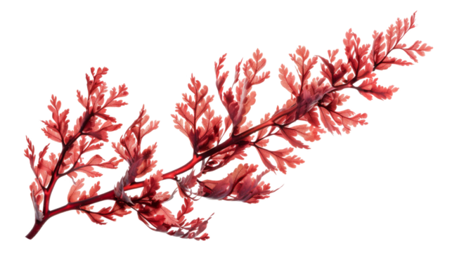 Red algae or seaweed branch