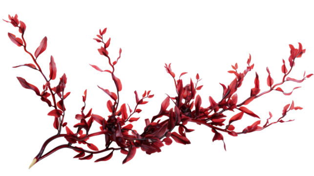 Red algae or seaweed branch