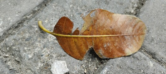 leaf on the ground