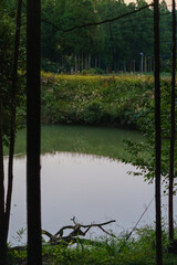 森の中の小さな池