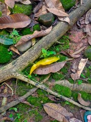 Forest Intricacies: Roots and Their Natural Environment