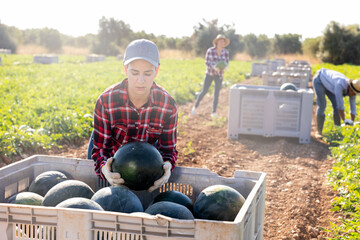 Latin woman picking fresh ripe watermelons on field with co-workers.
