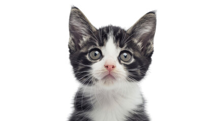 Fototapeta premium Cat kitten