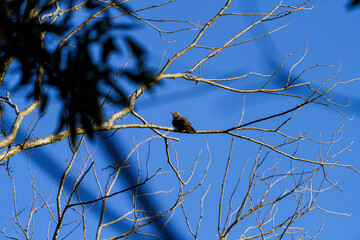 木の枝で休むヒヨドリ