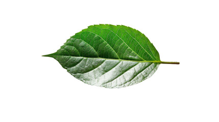 Fototapeta premium Green leaf